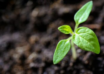 Revitalize Your Indoor Garden: Top Plant Care Tips for Lush Growth