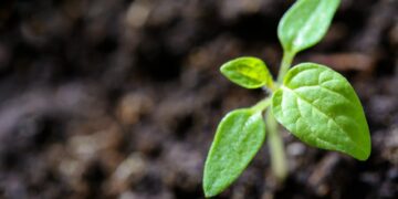 Revitalize Your Indoor Garden: Top Plant Care Tips for Lush Growth