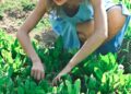 resource-efficient gardening