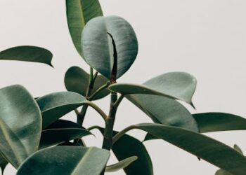 Unlocking the Secrets of Effective Plant Fertilization: A Comprehensive Guide