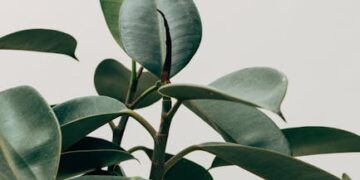 Unlocking the Secrets of Effective Plant Fertilization: A Comprehensive Guide