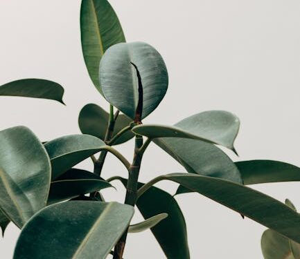 Unlocking the Secrets of Effective Plant Fertilization: A Comprehensive Guide