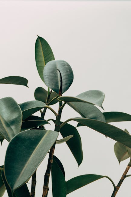 Unlocking the Secrets of Effective Plant Fertilization: A Comprehensive Guide