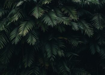 Maximizing Growth: Understanding Your Indoor Plants’ Light Requirements