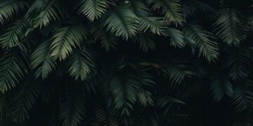 Maximizing Growth: Understanding Your Indoor Plants’ Light Requirements