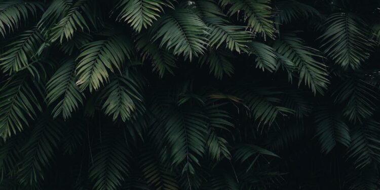 Maximizing Growth: Understanding Your Indoor Plants’ Light Requirements