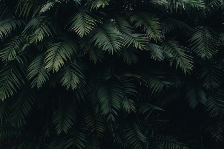 Maximizing Growth: Understanding Your Indoor Plants’ Light Requirements