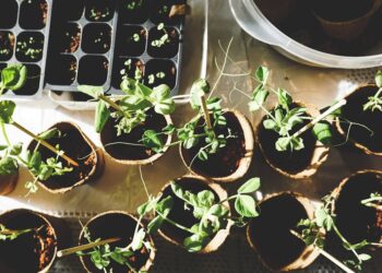 The Ultimate Guide to Choosing the Right Watering Can for Your Garden