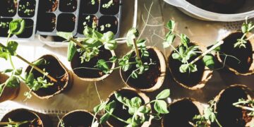 The Ultimate Guide to Choosing the Right Watering Can for Your Garden