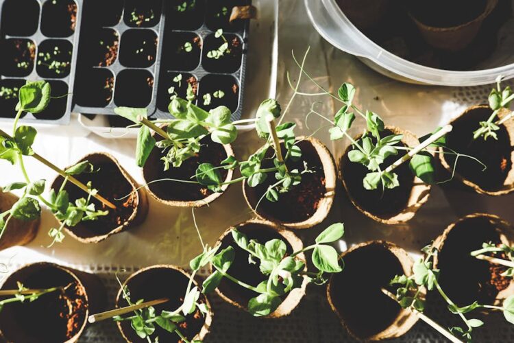 The Ultimate Guide to Choosing the Right Watering Can for Your Garden
