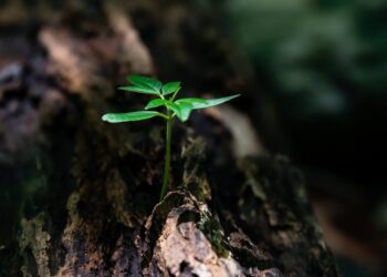 How to Revolutionize Your Garden with Plant Health Monitoring Technology