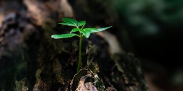 How to Revolutionize Your Garden with Plant Health Monitoring Technology