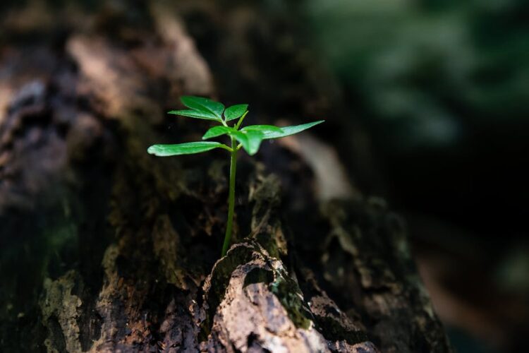 How to Revolutionize Your Garden with Plant Health Monitoring Technology
