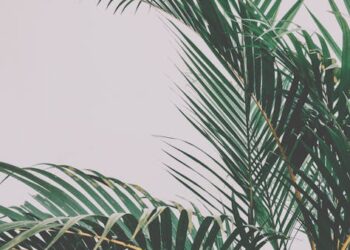 Unlock the Secrets to Perfectly Watering Plants Every Time