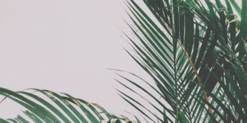 Unlock the Secrets to Perfectly Watering Plants Every Time