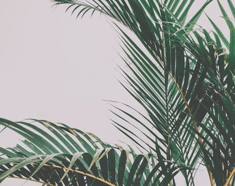 Unlock the Secrets to Perfectly Watering Plants Every Time