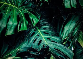 Unlock the Secrets of Effective Plant Pruning: A Comprehensive Guide