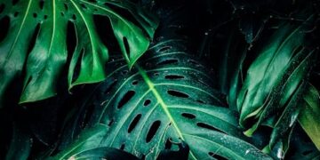 Unlock the Secrets of Effective Plant Pruning: A Comprehensive Guide
