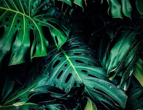 Unlock the Secrets of Effective Plant Pruning: A Comprehensive Guide