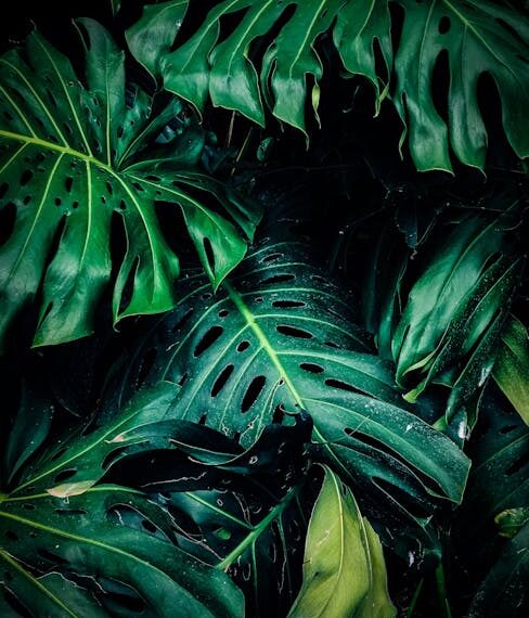 Unlock the Secrets of Effective Plant Pruning: A Comprehensive Guide