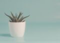 The Ultimate Guide to Houseplant Care: Tips for Thriving Greenery