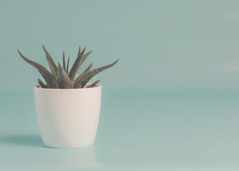The Ultimate Guide to Houseplant Care: Tips for Thriving Greenery