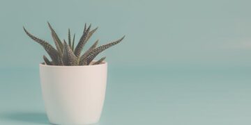 The Ultimate Guide to Houseplant Care: Tips for Thriving Greenery