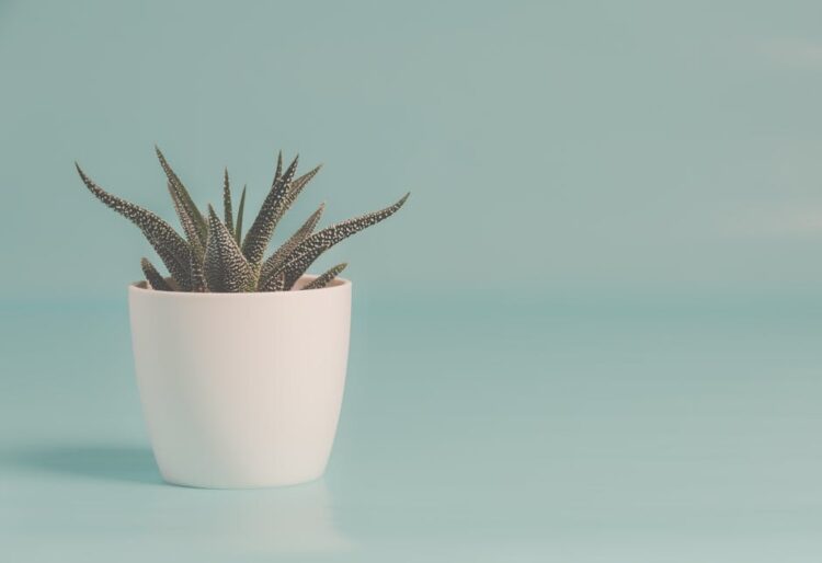 The Ultimate Guide to Houseplant Care: Tips for Thriving Greenery