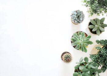 Ultimate Guide to Natural Plant Pest Control Solutions