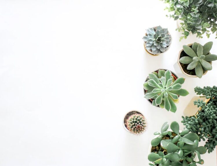 Ultimate Guide to Natural Plant Pest Control Solutions