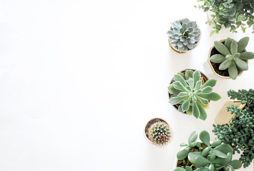Ultimate Guide to Natural Plant Pest Control Solutions