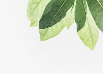 Maximizing Your Garden's Potential: The Role of Plant Growth Support