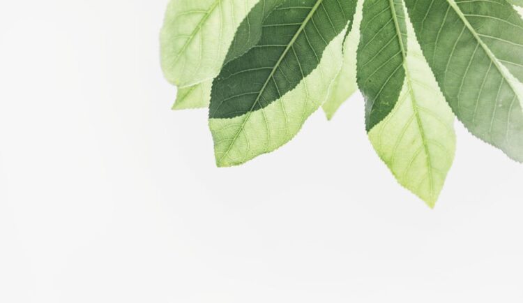 Maximizing Your Garden's Potential: The Role of Plant Growth Support