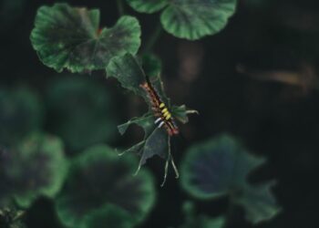 Essential Tips for Maintaining Garden Plant Health: A Beginner’s Guide
