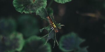 Essential Tips for Maintaining Garden Plant Health: A Beginner’s Guide
