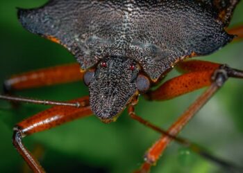 Unveiling the Mystery: How to Identify Common Garden Pests and Protect Your Plants