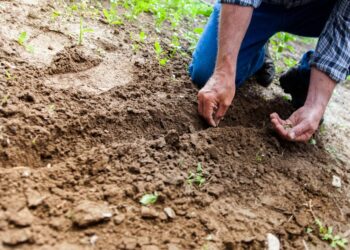 permaculture principles