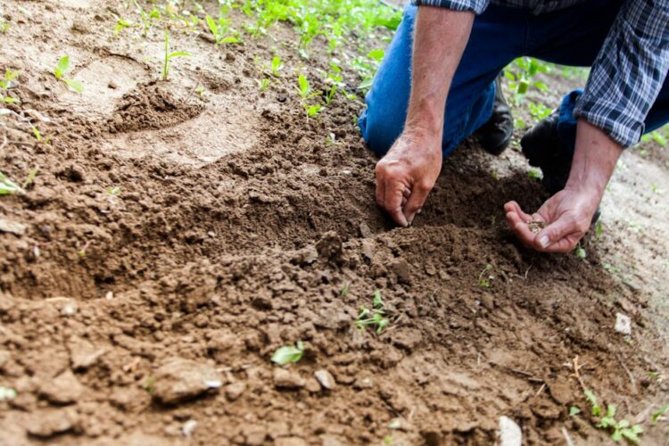 permaculture principles