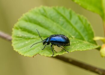 Unlock the Secrets of the Best Natural Garden Pest Remedies