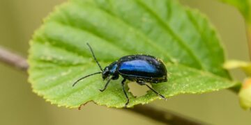Unlock the Secrets of the Best Natural Garden Pest Remedies
