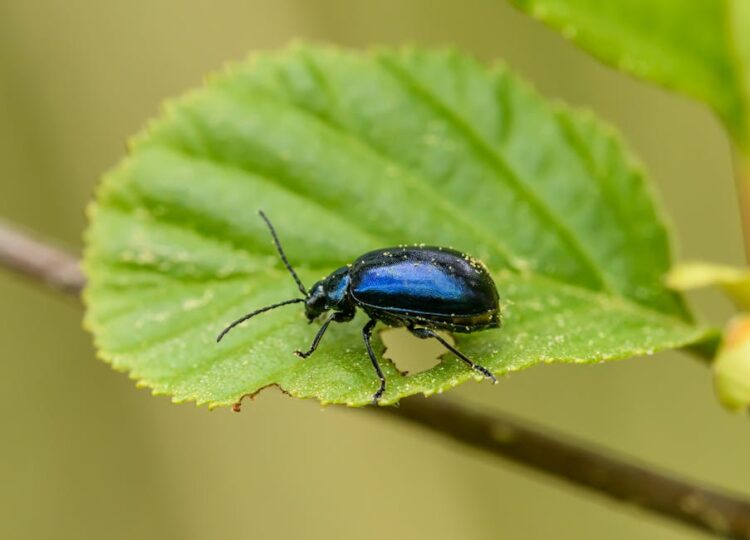 Unlock the Secrets of the Best Natural Garden Pest Remedies