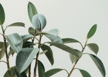 Transform Your Home into a Lush Oasis: The Ultimate Guide to Indoor Garden Setup