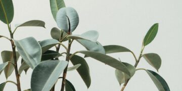 Transform Your Home into a Lush Oasis: The Ultimate Guide to Indoor Garden Setup