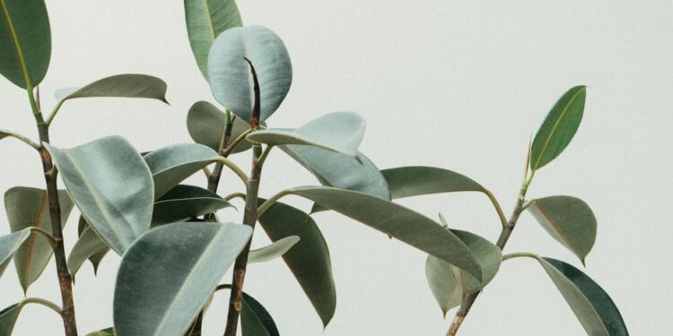 Transform Your Home into a Lush Oasis: The Ultimate Guide to Indoor Garden Setup