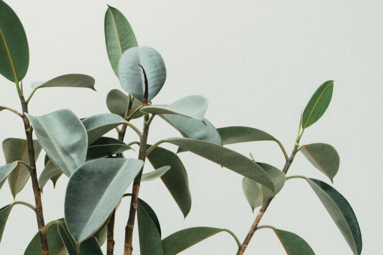 Transform Your Home into a Lush Oasis: The Ultimate Guide to Indoor Garden Setup
