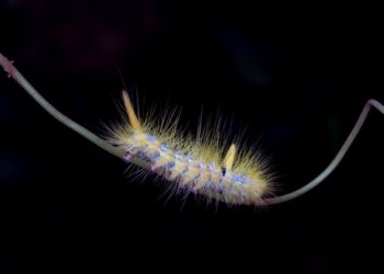 Unlocking the Secrets of Natural Garden Pest Remedies: A Sustainable Approach