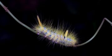 Unlocking the Secrets of Natural Garden Pest Remedies: A Sustainable Approach