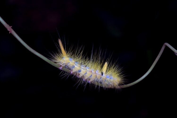 Unlocking the Secrets of Natural Garden Pest Remedies: A Sustainable Approach