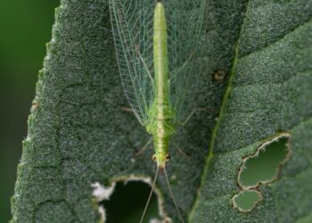 Discover Natural Solutions: Organic Garden Pest Control Methods That Work