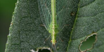 Discover Natural Solutions: Organic Garden Pest Control Methods That Work